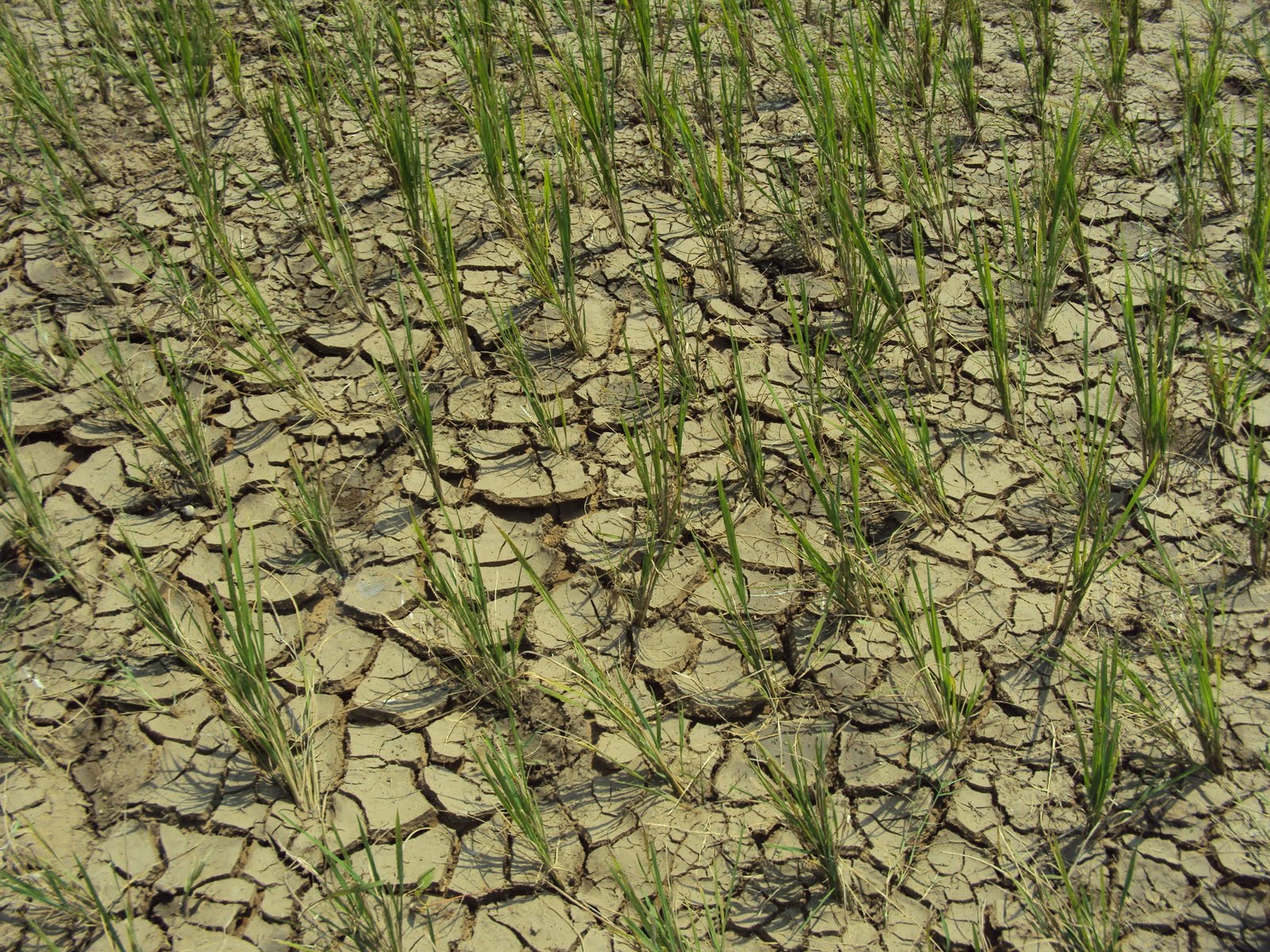 Dry Crops